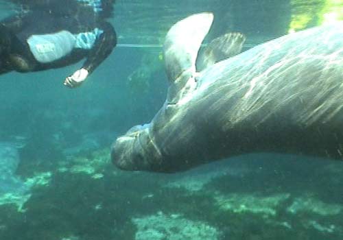 Swim Where the Manatees Live! with Transportation in Orlando, Florida