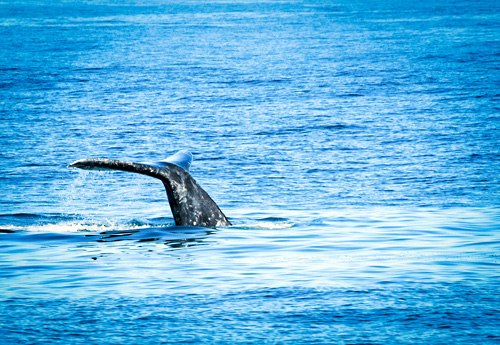 San Diego Whale Watching Cruise by Flagship Cruises in San Diego, California