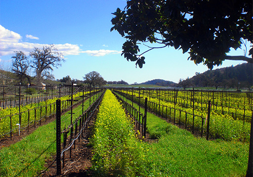 Small-Group Napa Valley Tour for Wine Lovers in San Francisco, California