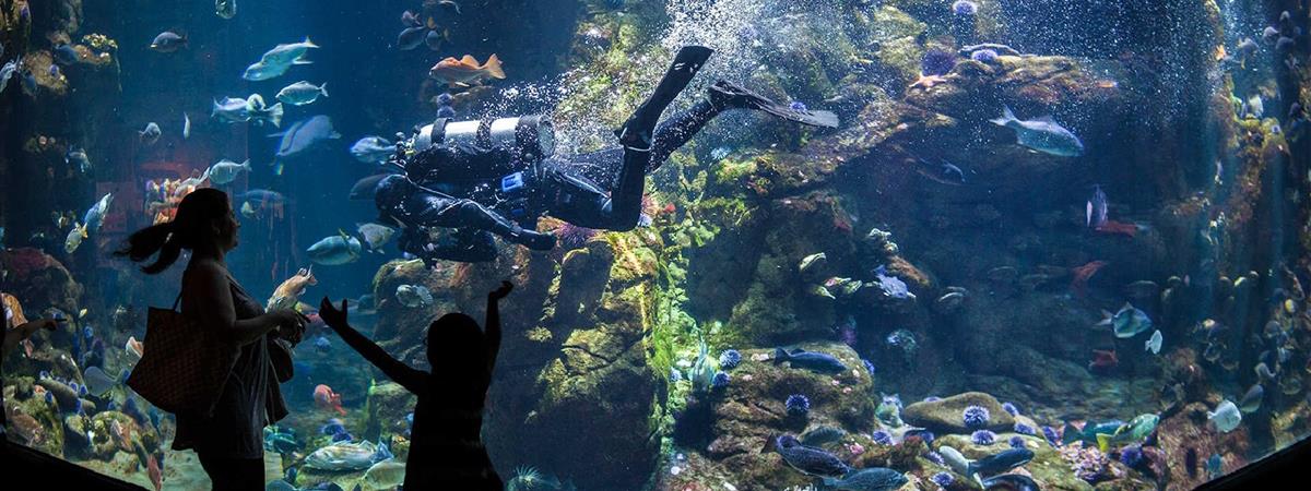 California Academy of Sciences in San Francisco, California