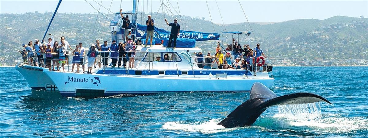 Captain Dave's Dolphin & Whale Safari in Dana Point, California