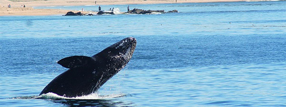 Newport Beach Whale Watching & Dolphin Cruise in Newport Beach, California