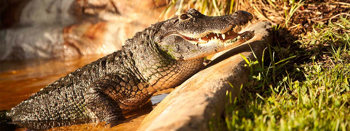 Sawgrass Park Everglades Airboat Tours in Fort Lauderdale, Florida