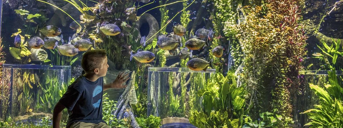 Johnny Morris' Wonders of Wildlife National Museum & Aquarium in Springfield, Missouri