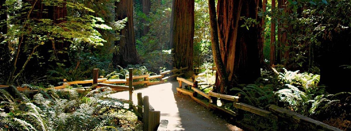  Muir Woods & Sausalito Half Day Tour in San Francisco, California