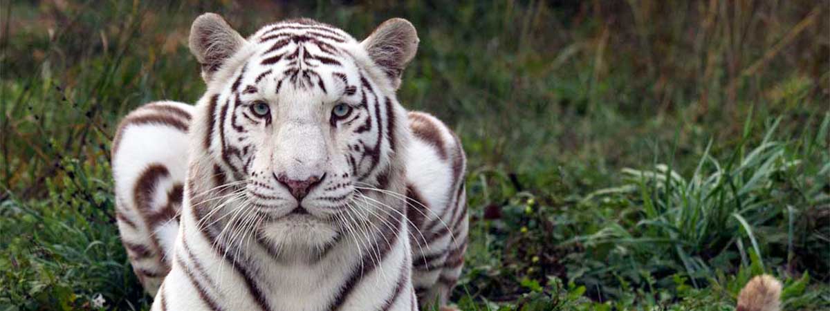 National Tiger Sanctuary in Saddlebrooke, Missouri
