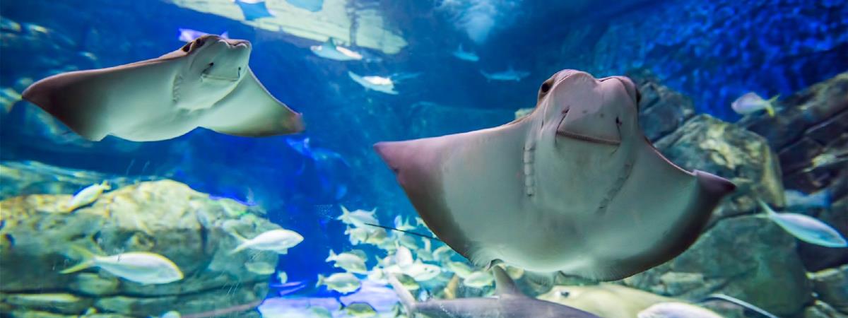 Ripley's Aquarium of Canada in Toronto, Ontario