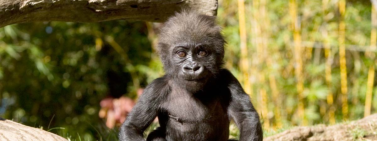 San Diego Zoo in San Diego, California