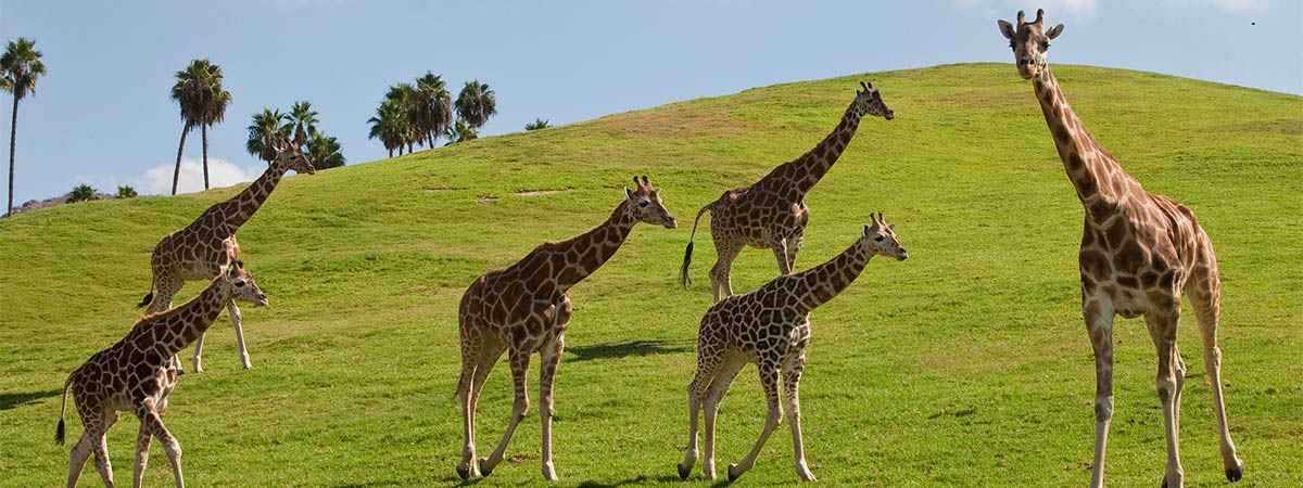 San Diego Zoo Safari Park in Escondido, California