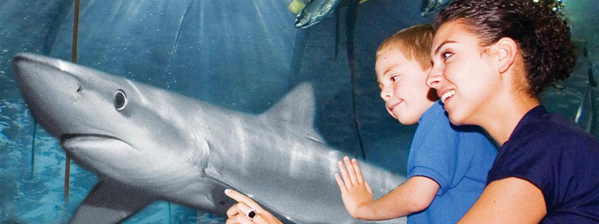 Go City San Francisco Explorer Pass - , 