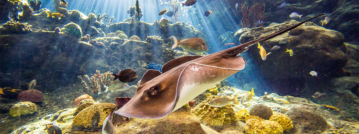 The Florida Aquarium in Tampa, Florida