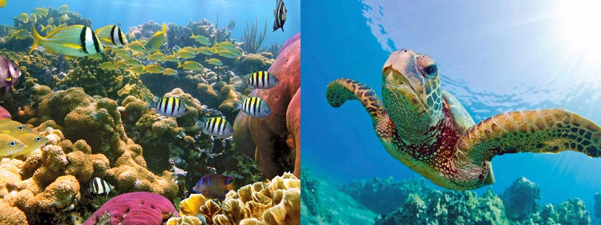 Turtle Reef Snorkel & Sail in Honolulu, Hawaii