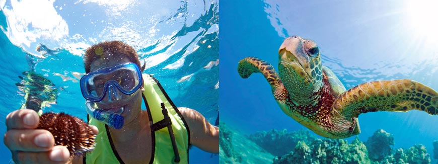 Turtle Snorkel Sail with Lunch in Honolulu, Hawaii