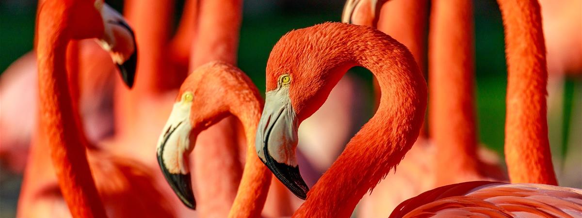 Go City San Diego All-Inclusive Pass and Pass Plus - , 